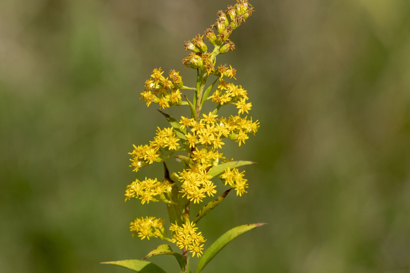 Canon EF75-300mm f/4-5.6 sample photo. Wildflower, meadow flower, flower photography