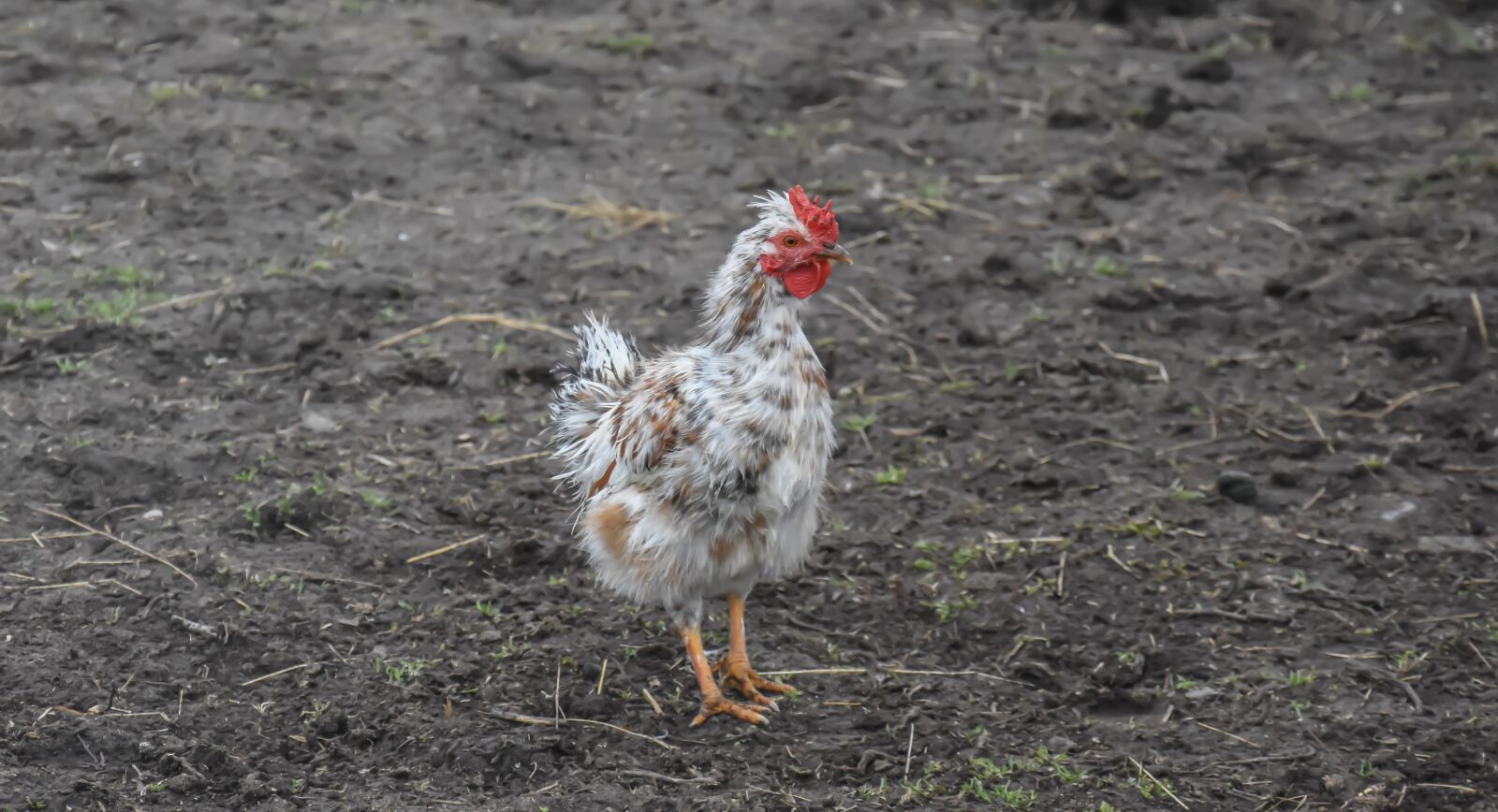 Nikon D7200 sample photo. Chicken, farm, bird photography