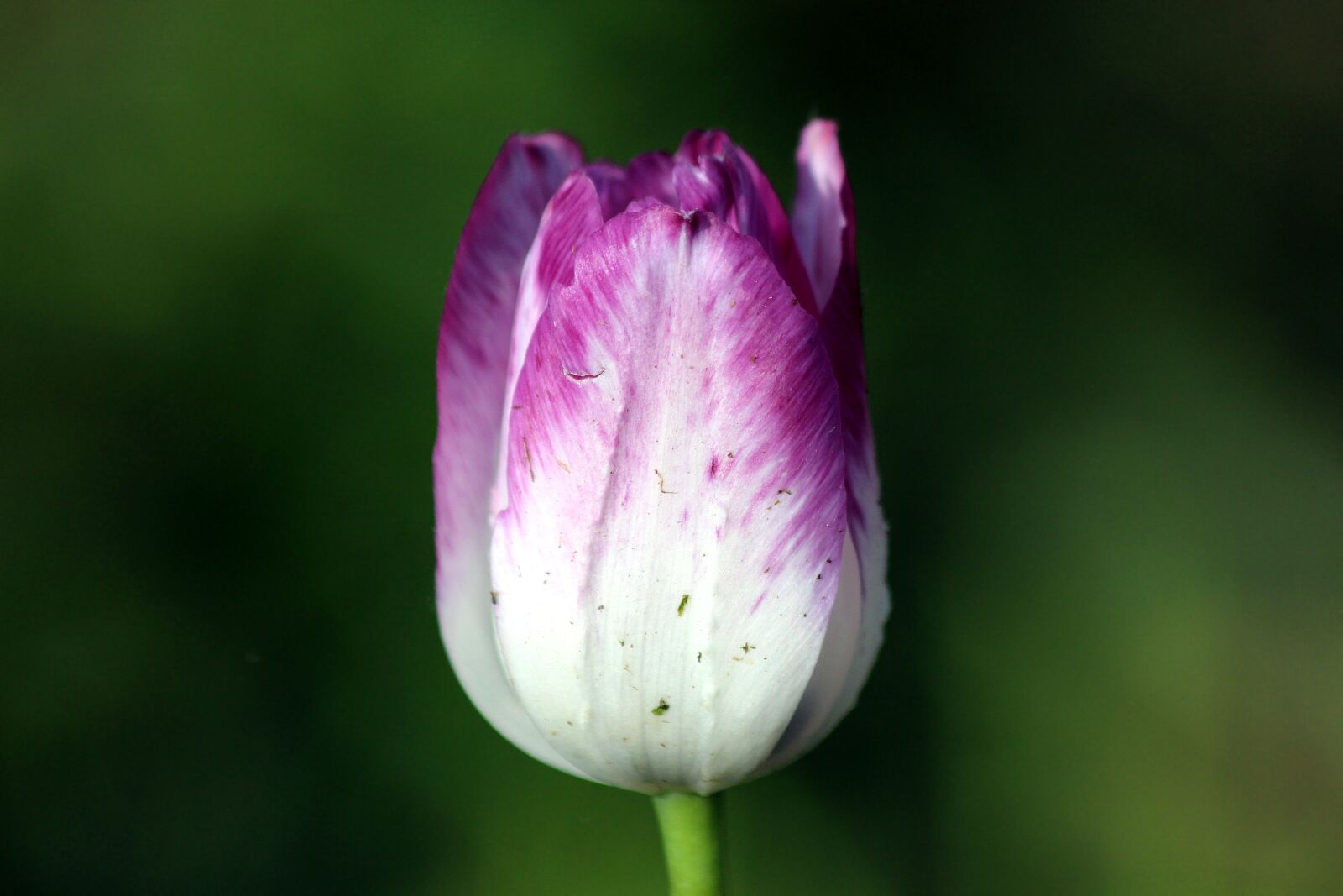 Canon EOS 650D (EOS Rebel T4i / EOS Kiss X6i) sample photo. Tulip, flower, nature photography