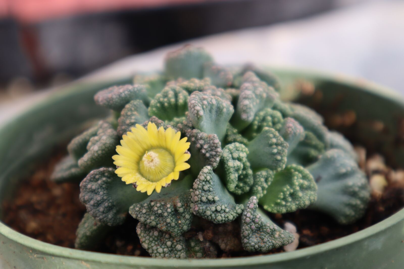 Canon EOS M50 (EOS Kiss M) sample photo. Succulent, flower, garden photography