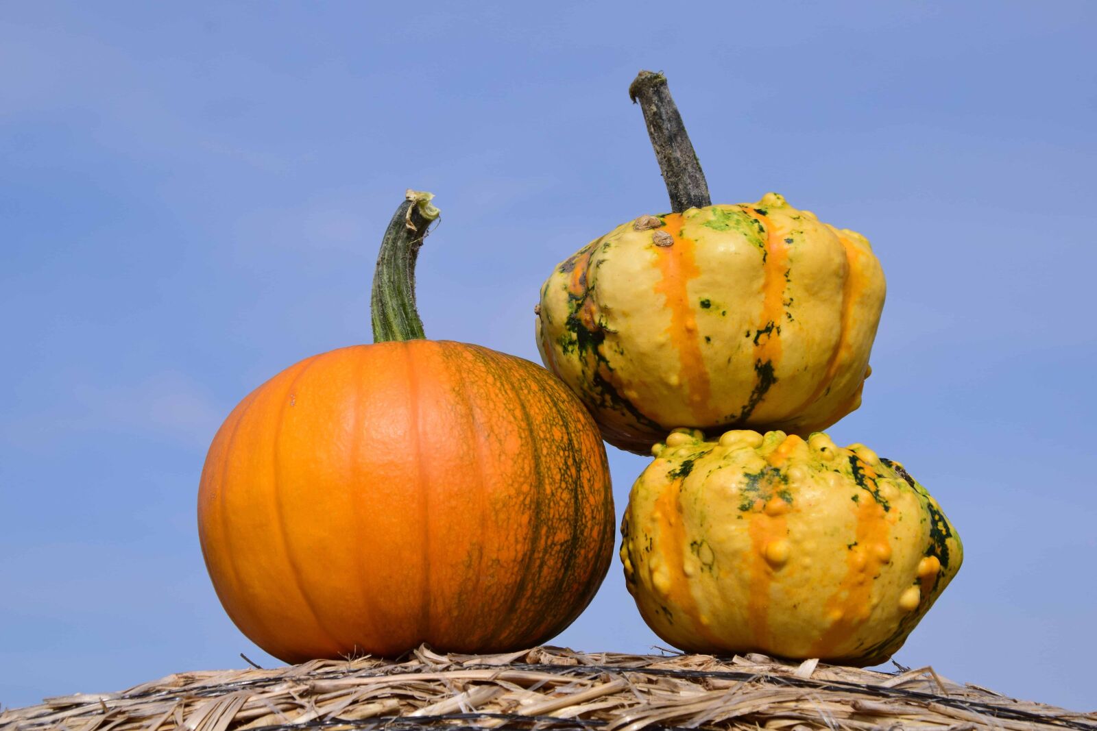 Nikon D3300 sample photo. Food, sky, pumpkin, straw photography