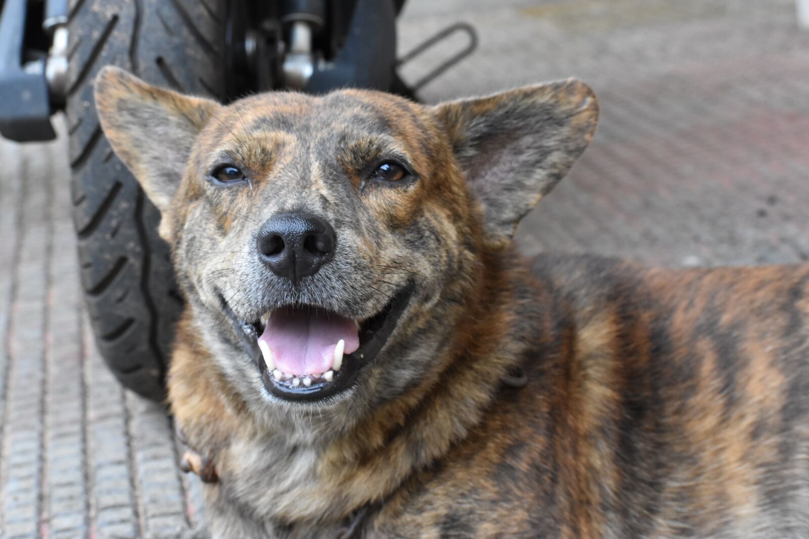 Nikon D3400 sample photo. Dog, pet, animal photography