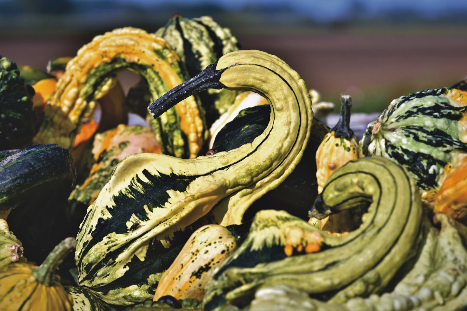 Nikon D7200 sample photo. Pumpkin, fruit, autumn photography