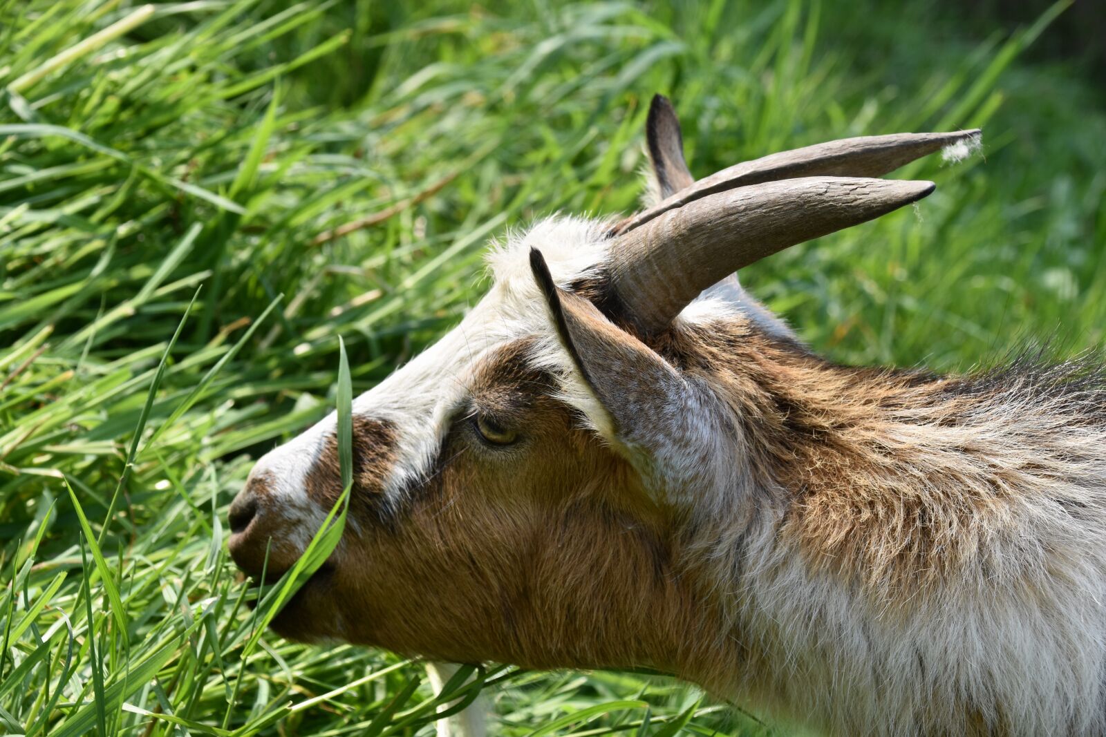 Nikon D5600 sample photo. Goat, goat horns, ruminants photography