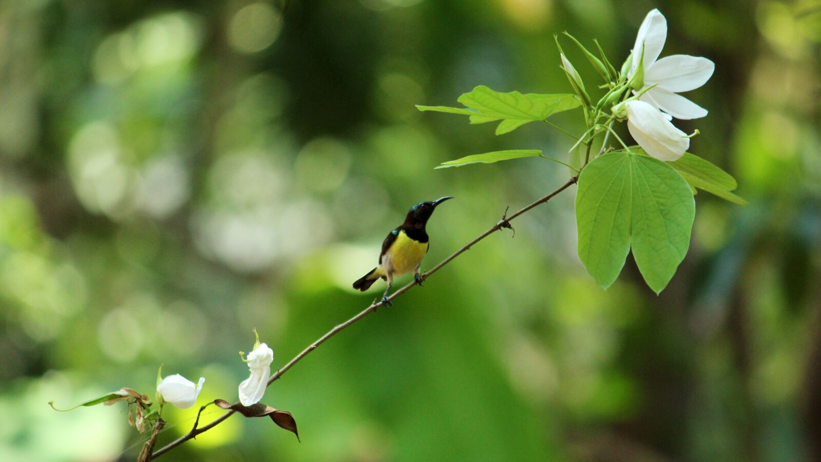 Canon EOS 1300D (EOS Rebel T6 / EOS Kiss X80) sample photo. Kerala, india, sunbird photography