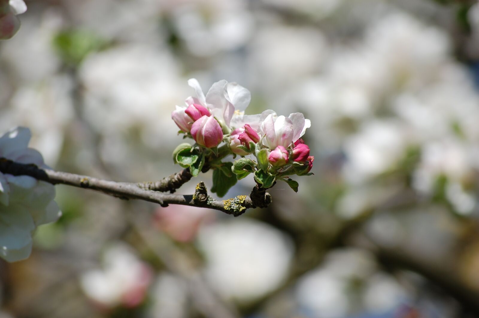 Nikon D40 sample photo. Apple blossom, spring, apple photography
