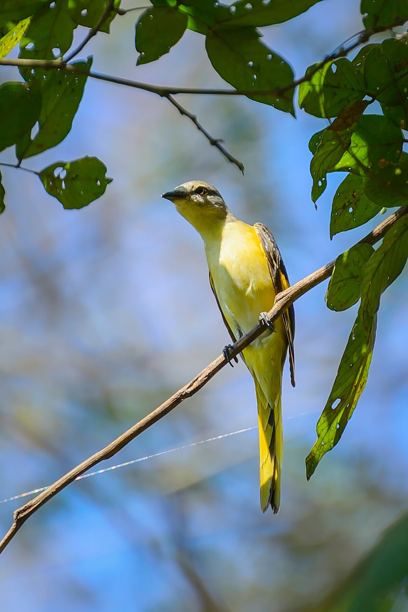 Nikon D7100 sample photo. Birds, eye, yellow photography