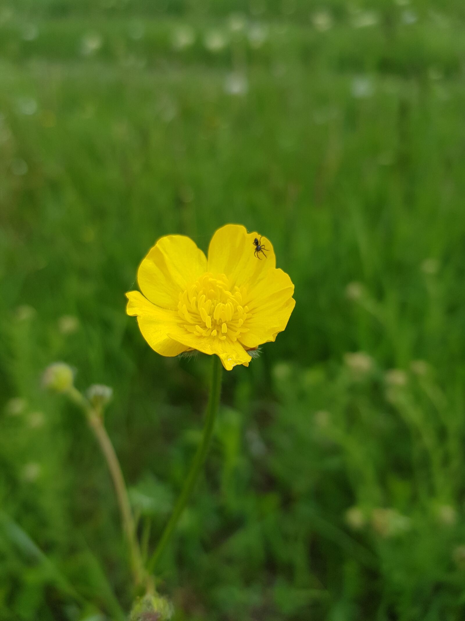 Samsung Galaxy S8+ sample photo. Flower of the field photography