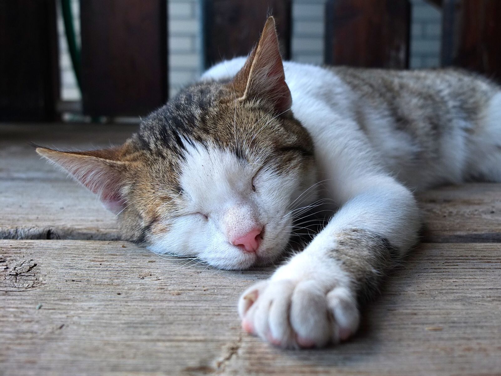 Fujifilm X10 sample photo. Cat, pet, sleep photography