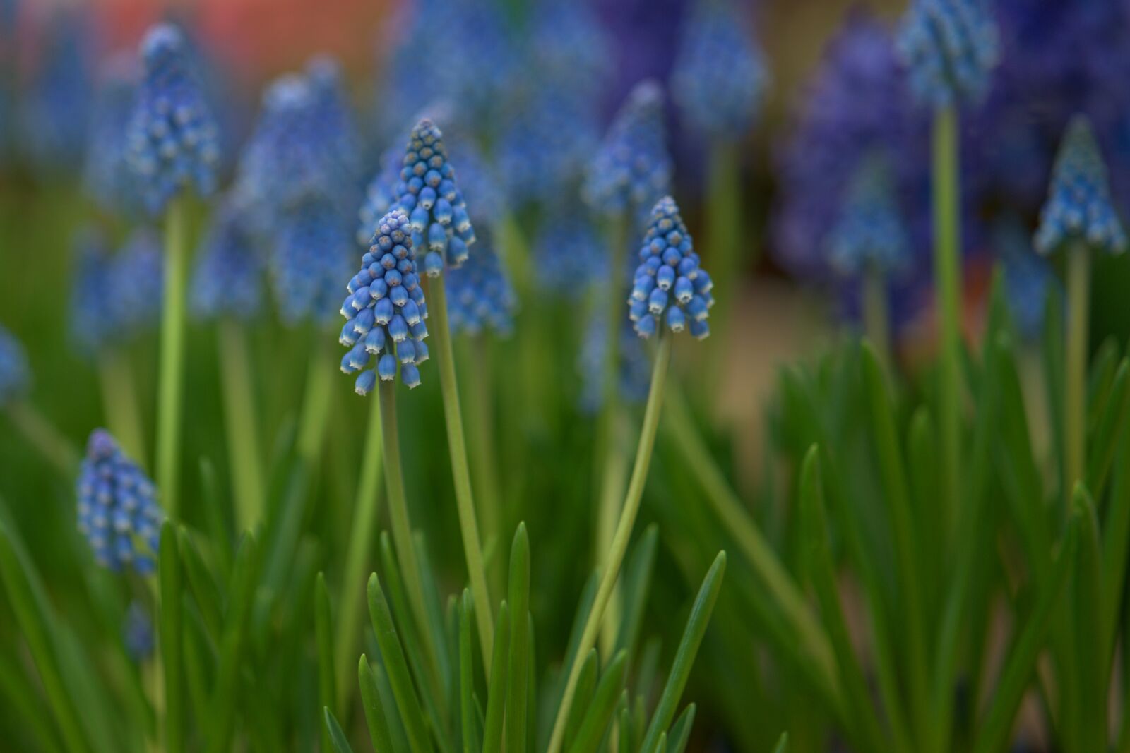 ZEISS Batis 85mm F1.8 sample photo. Flower, spring, blue photography