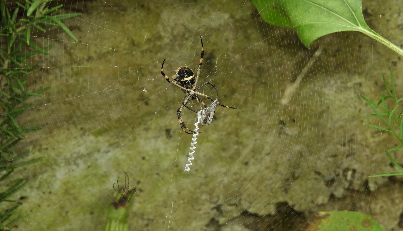Nikon Coolpix B700 sample photo. Macro, insect, spider hunter photography