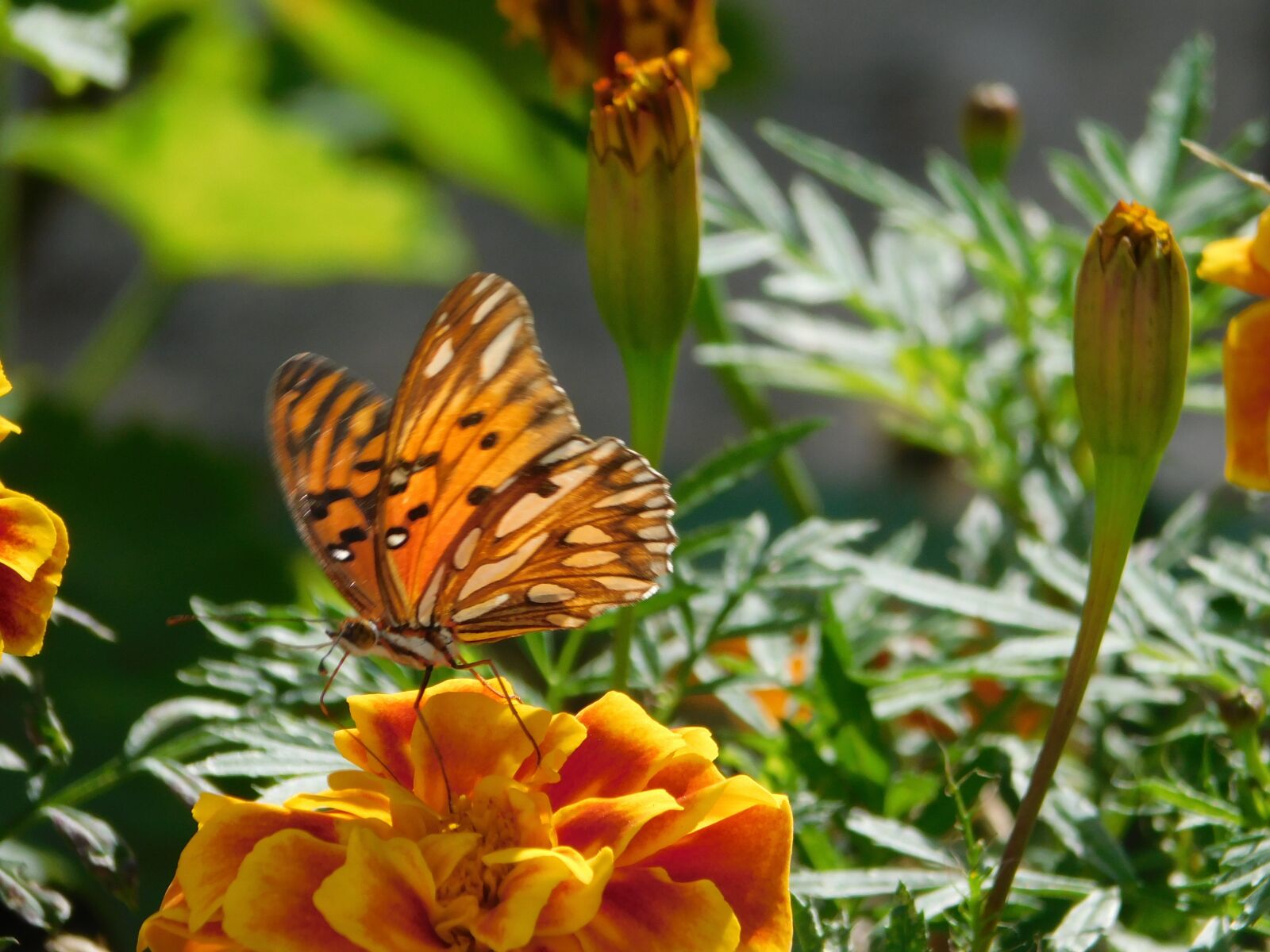 Nikon Coolpix B500 sample photo. Butterfly, garden, flower photography