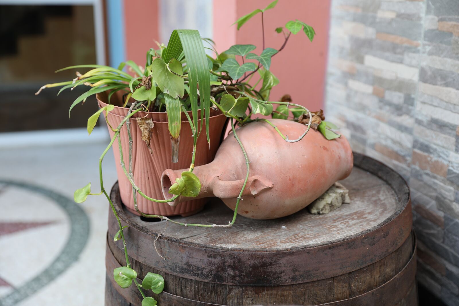 Canon EOS 5D Mark IV sample photo. Pot, flora, leaf photography