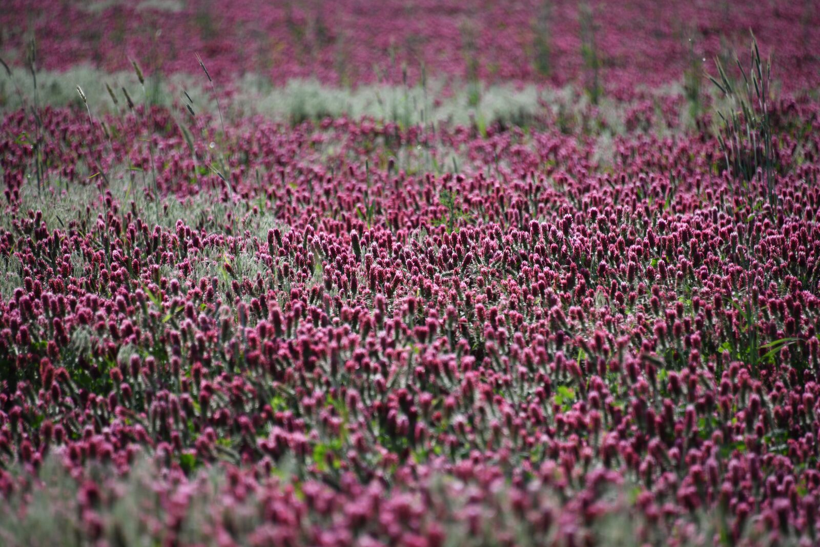 Nikon D850 sample photo. Crimson, clover, plant photography