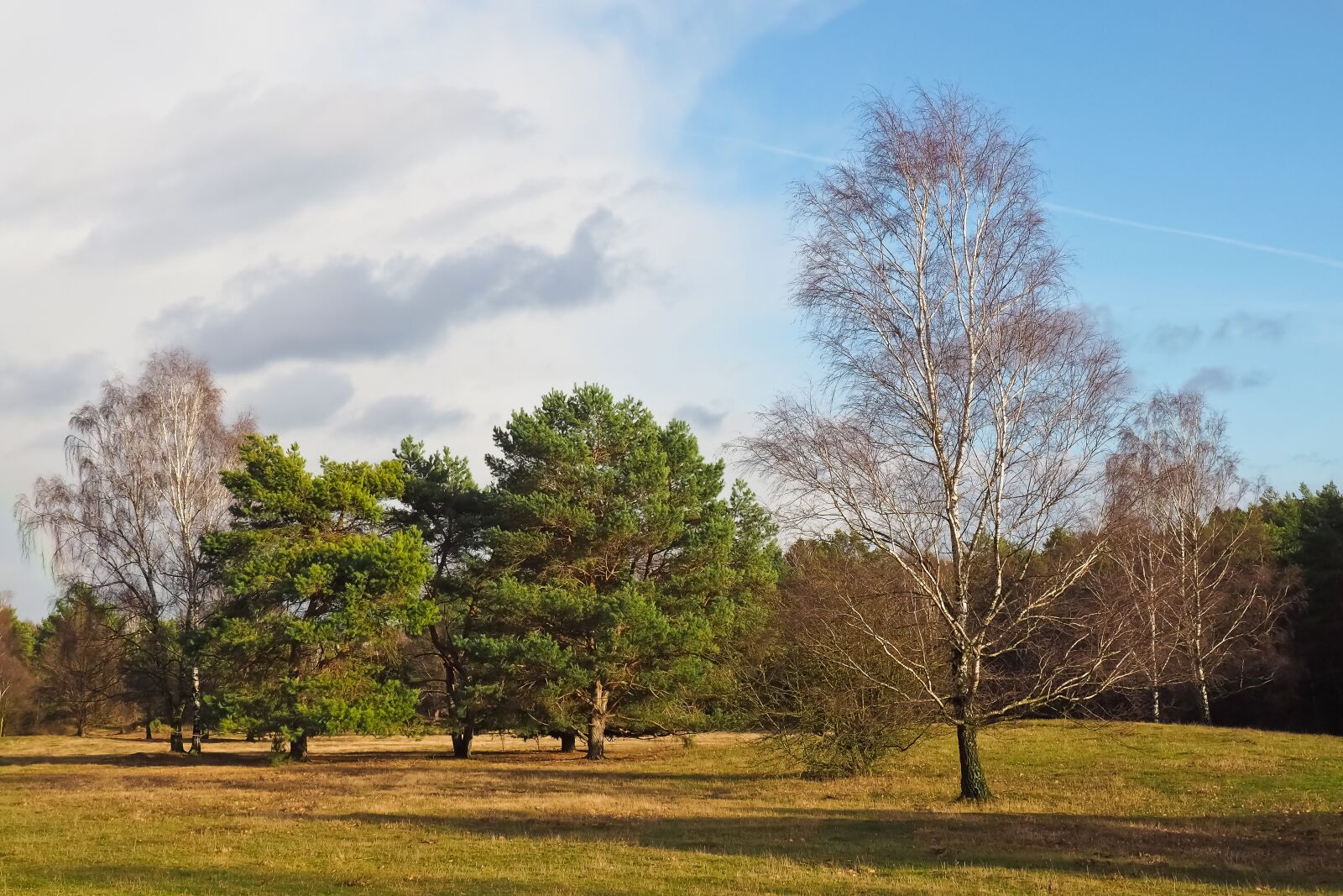 Olympus OM-D E-M10 sample photo. Landscape, trees, nature photography