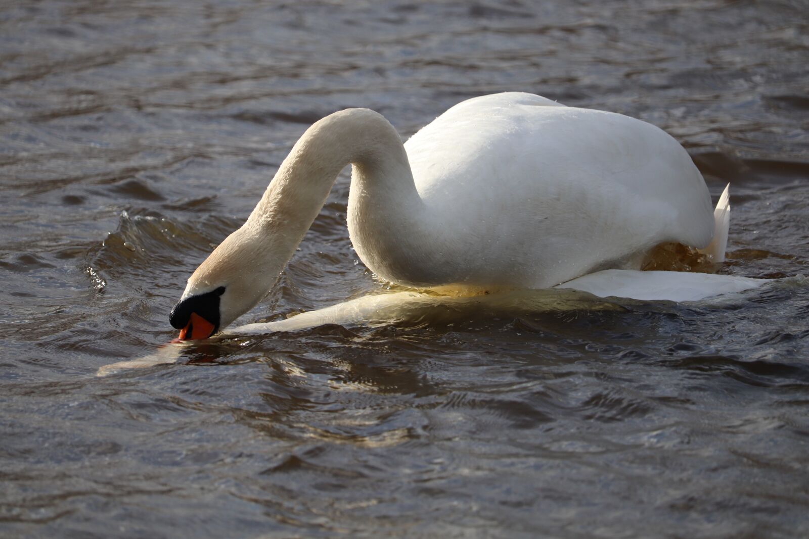 Canon EOS 200D (EOS Rebel SL2 / EOS Kiss X9) sample photo. Water, bird, wildlife photography
