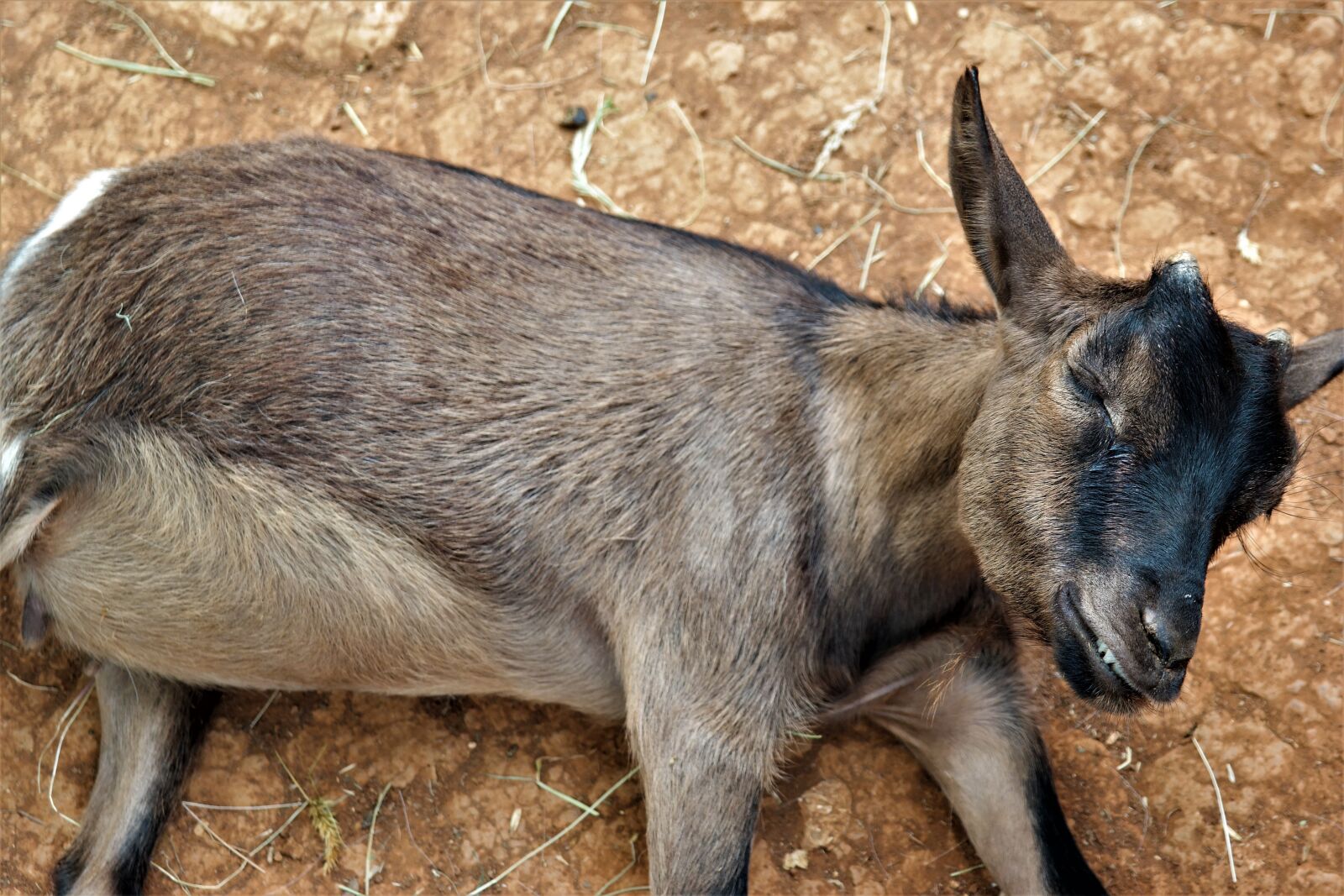 Samsung NX30 + NX 18-55mm F3.5-5.6 sample photo. Goat, lying, creature photography