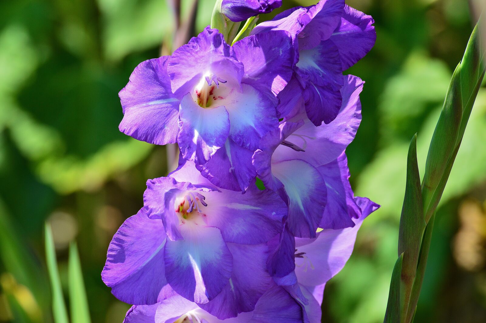 Nikon D3200 sample photo. Gladiolus, blue, summer photography
