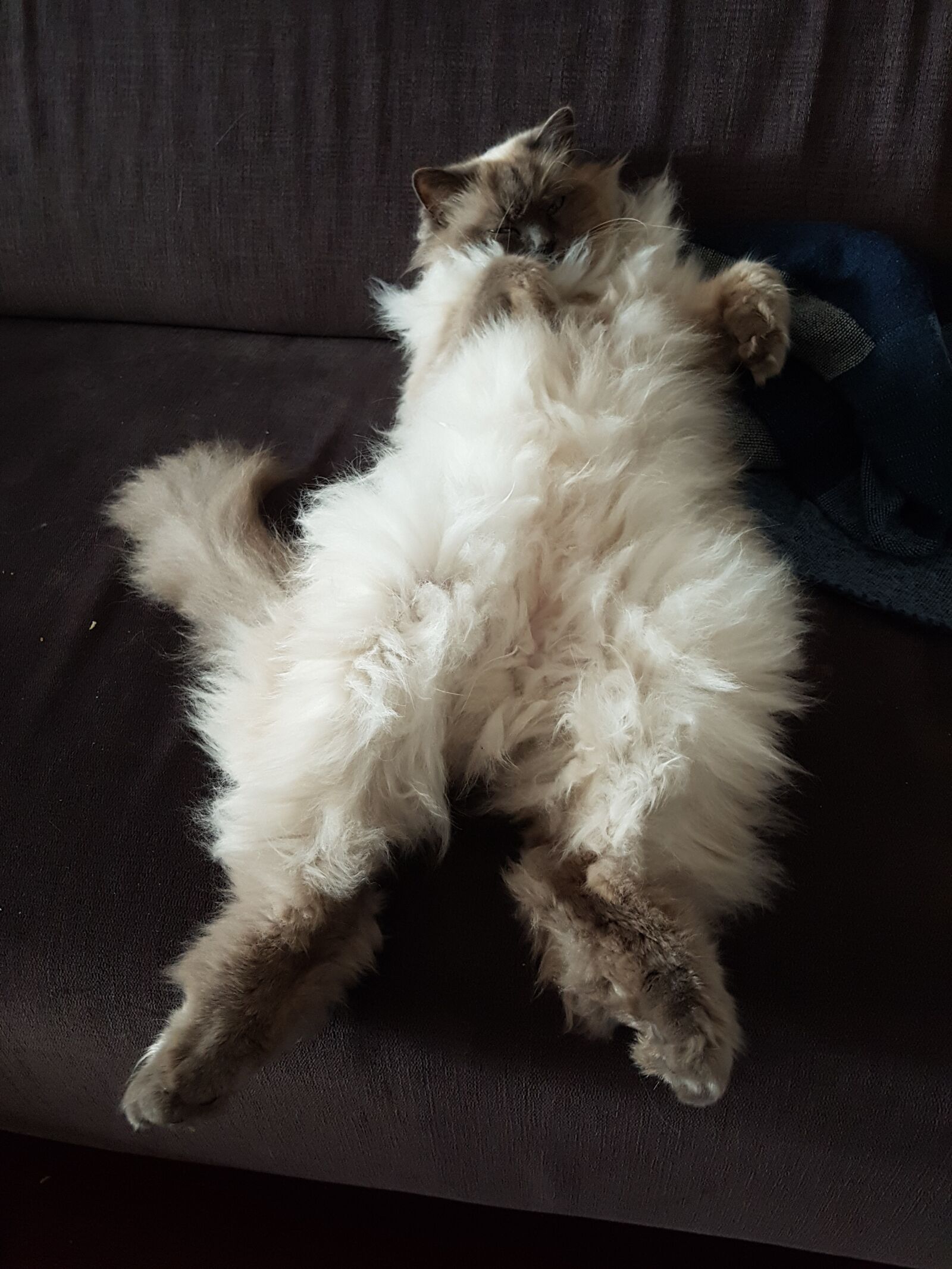 Samsung Galaxy S7 sample photo. Cat, sleep, fur photography