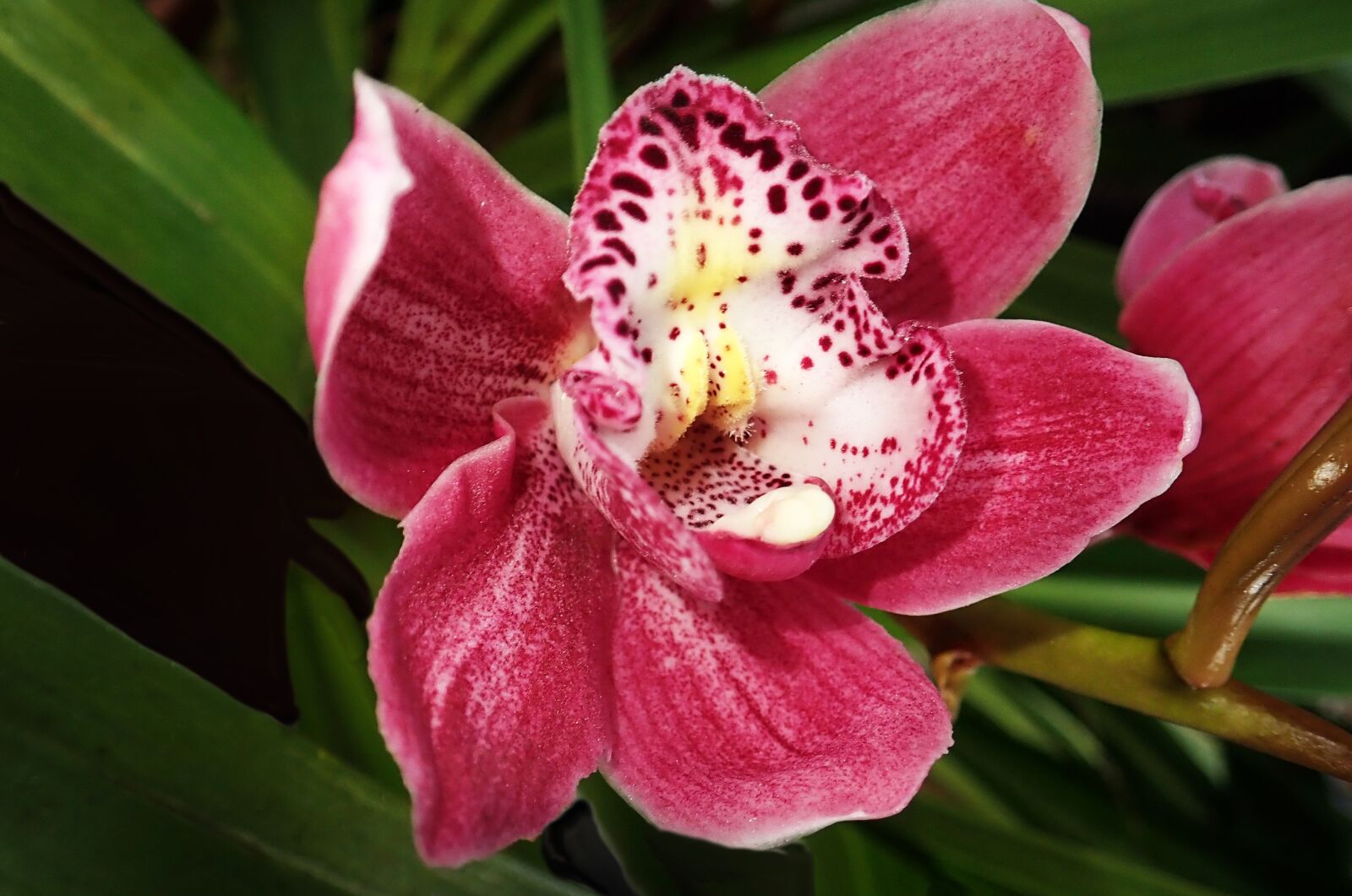 Olympus TG-5 sample photo. Orchid, flower, plant photography
