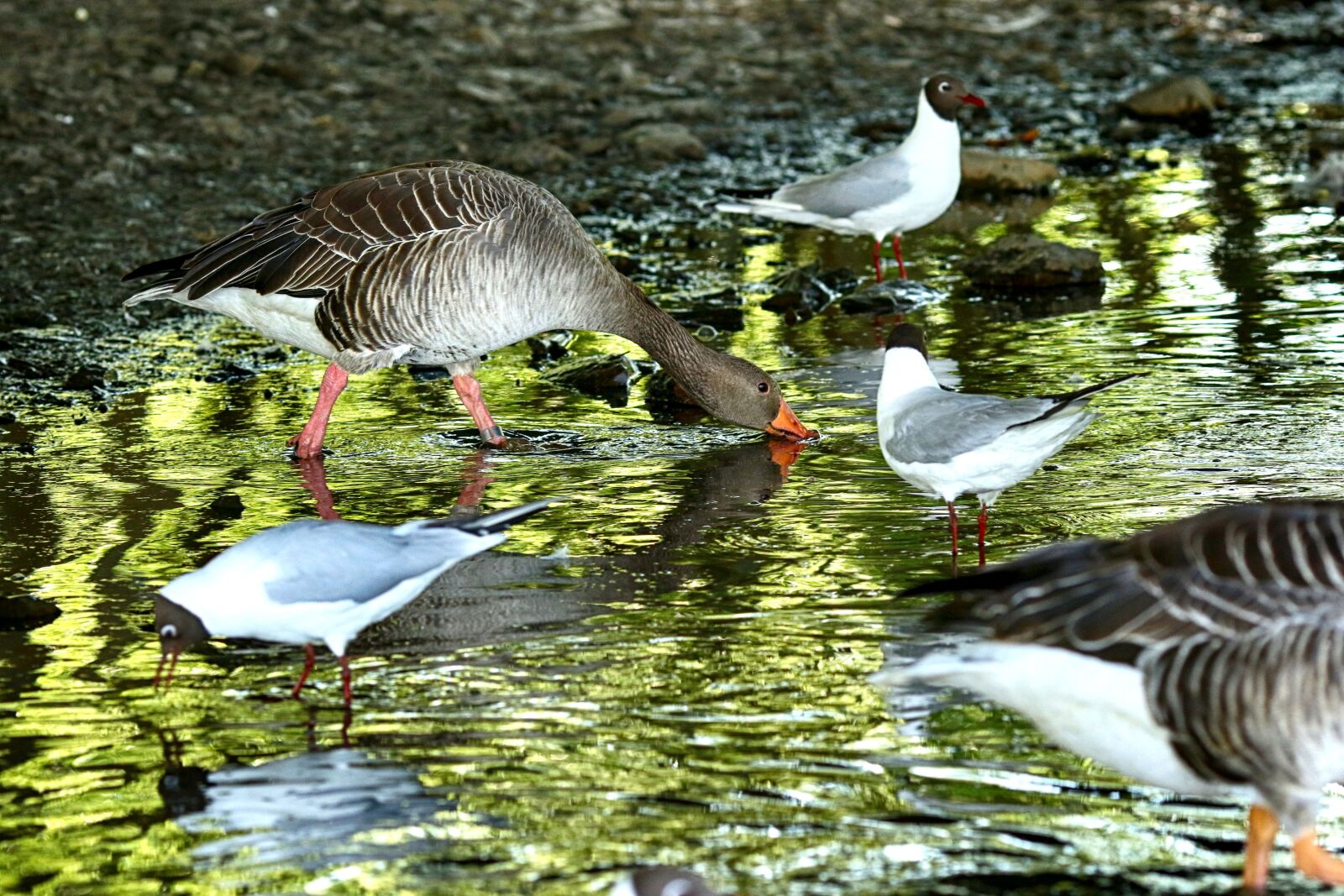 Canon EOS 7D Mark II + Canon EF 135mm F2L USM sample photo. Bird, and, lake photography