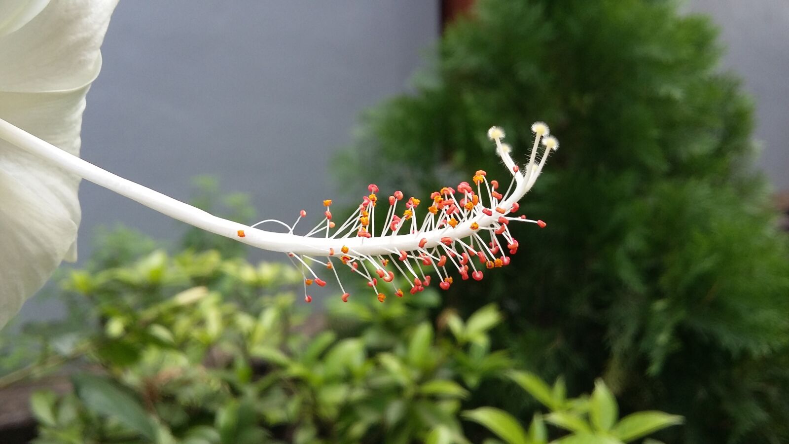 Samsung Galaxy Grand Prime sample photo