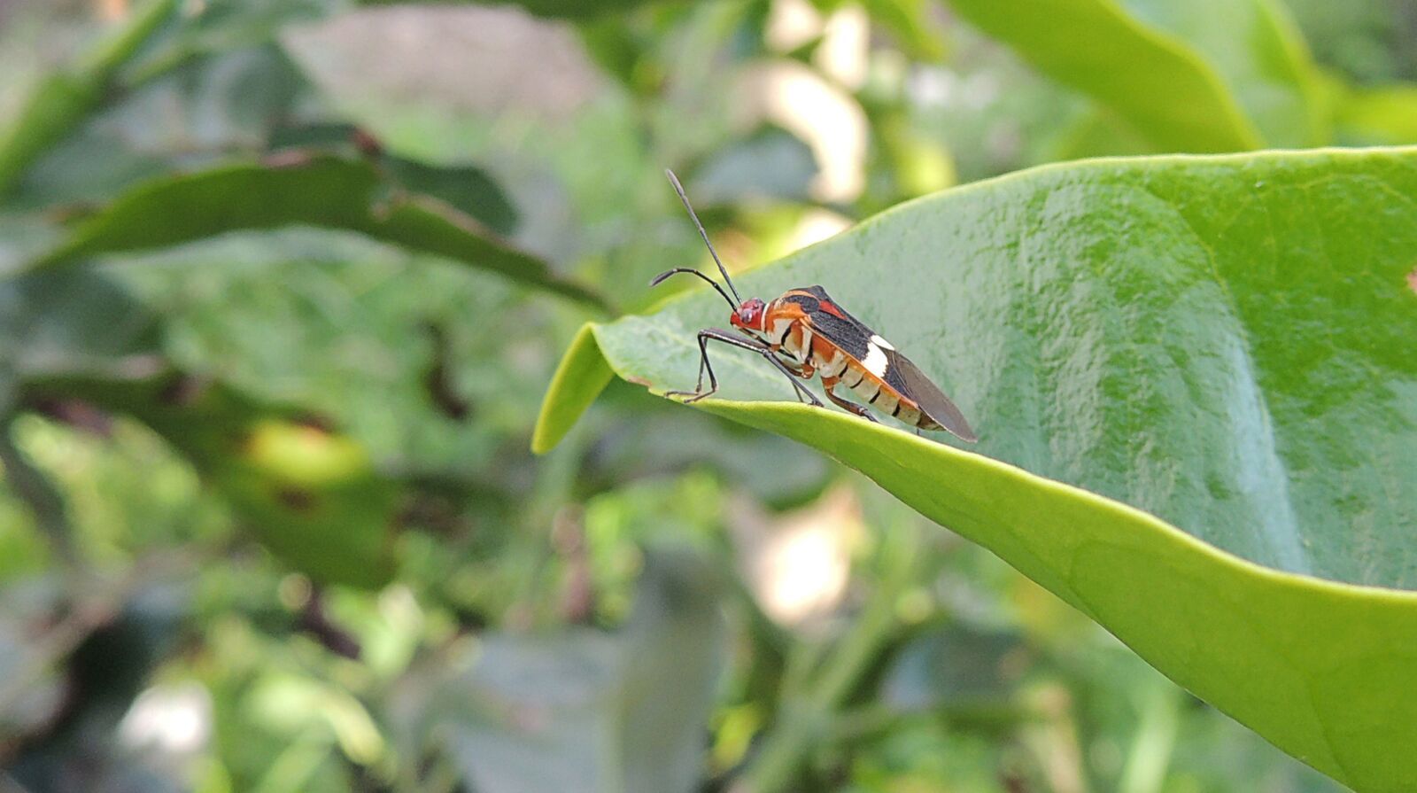 Nikon Coolpix P510 sample photo. Insect, bichito, macro photography
