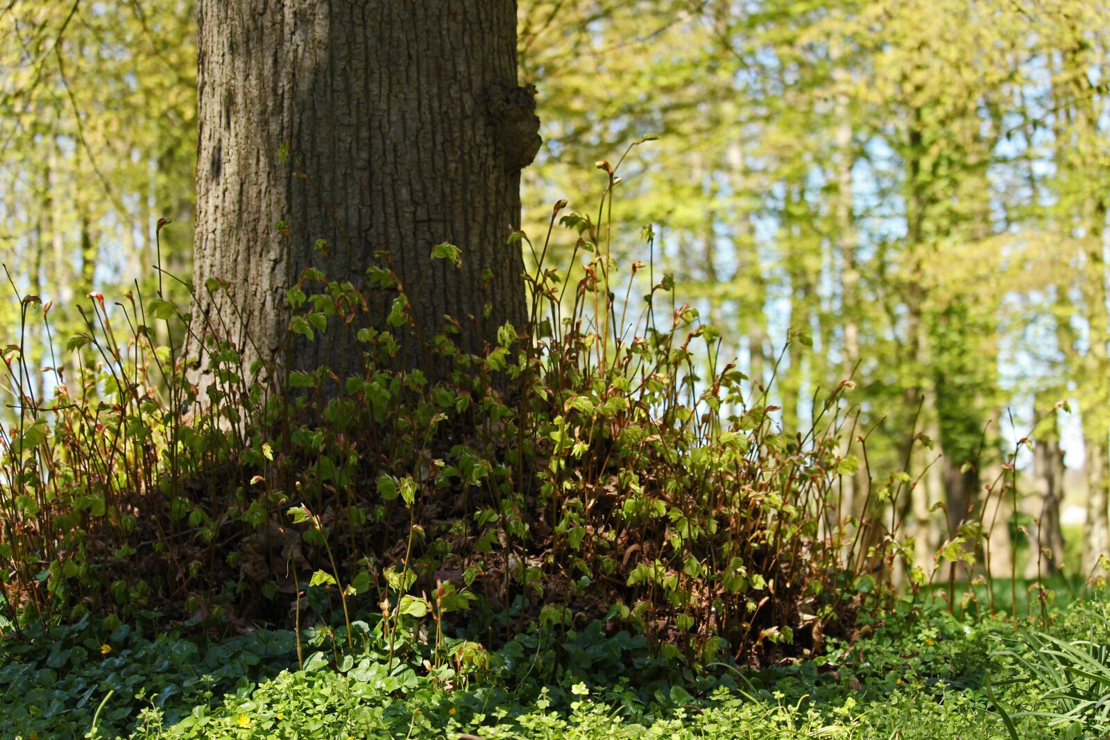 Canon EF-S 55-250mm F4-5.6 IS STM sample photo. Forest, old tree, wood photography