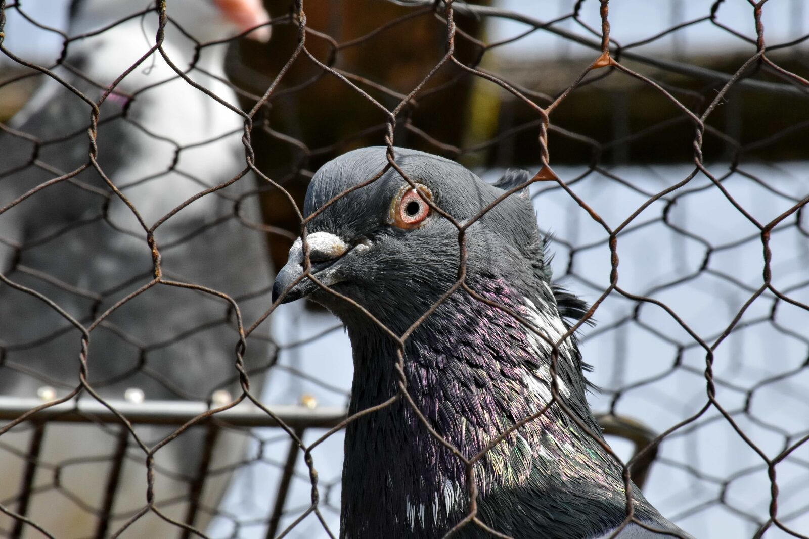 Nikon D5500 sample photo. Cage, eye, pigeon, portrait photography