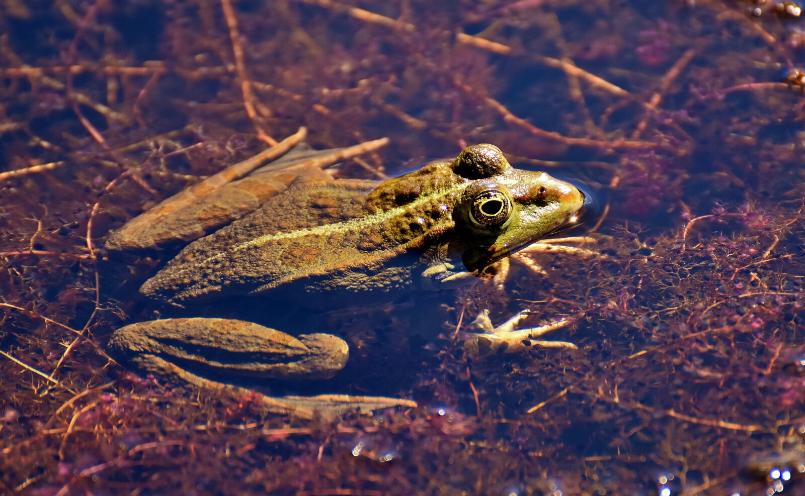 Nikon D7200 sample photo. Frog, pond, animal photography