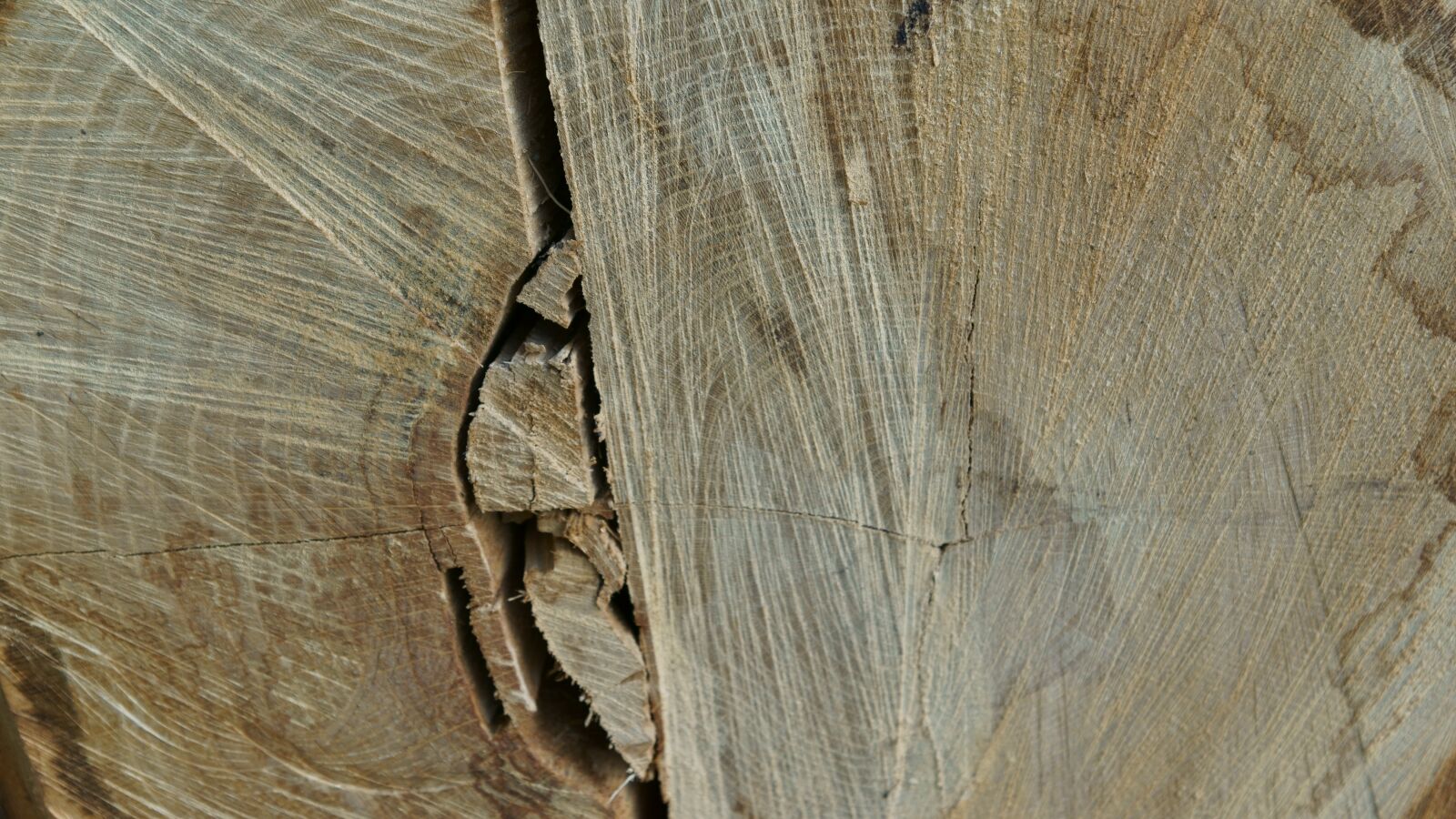 Sony DT 16-50mm F2.8 SSM sample photo. Log, wood, wood structure photography
