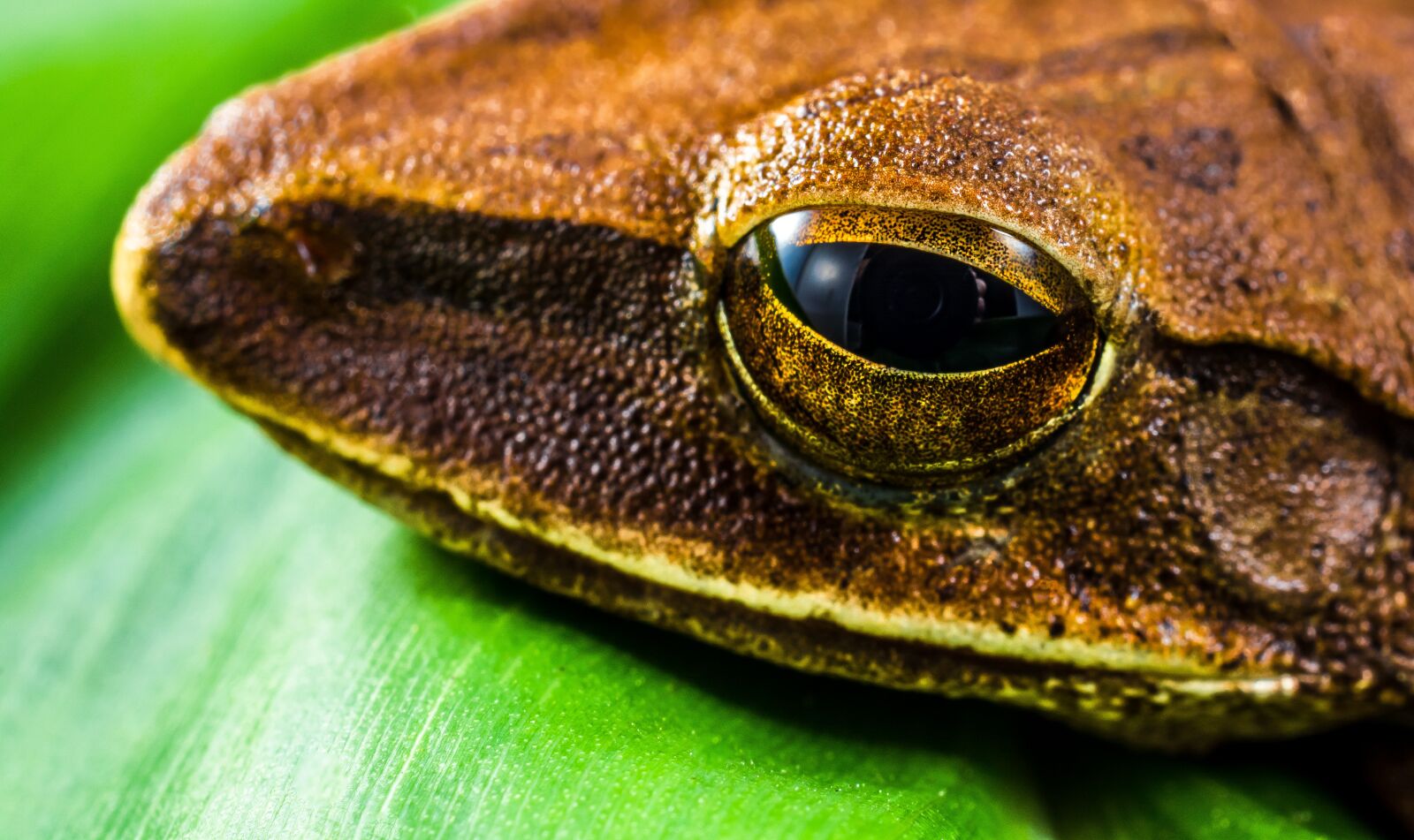Nikon D5200 sample photo. Tree frog, anuran, frog photography