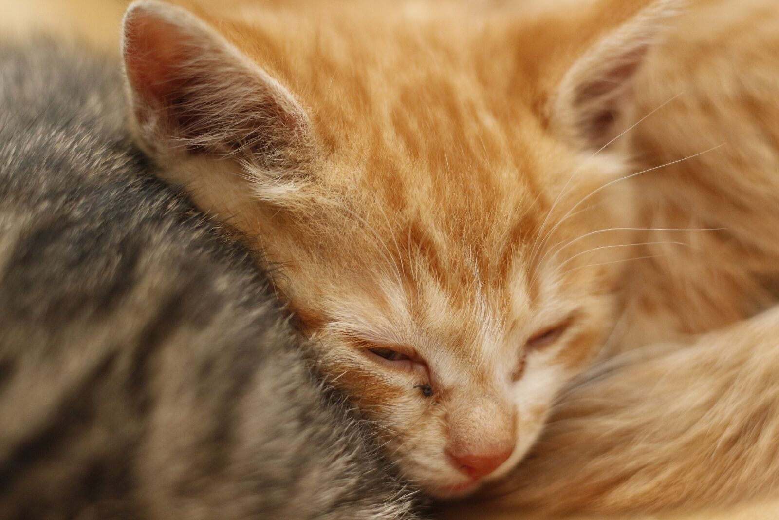 Canon EOS 700D (EOS Rebel T5i / EOS Kiss X7i) sample photo. Cat, cute, the cat photography