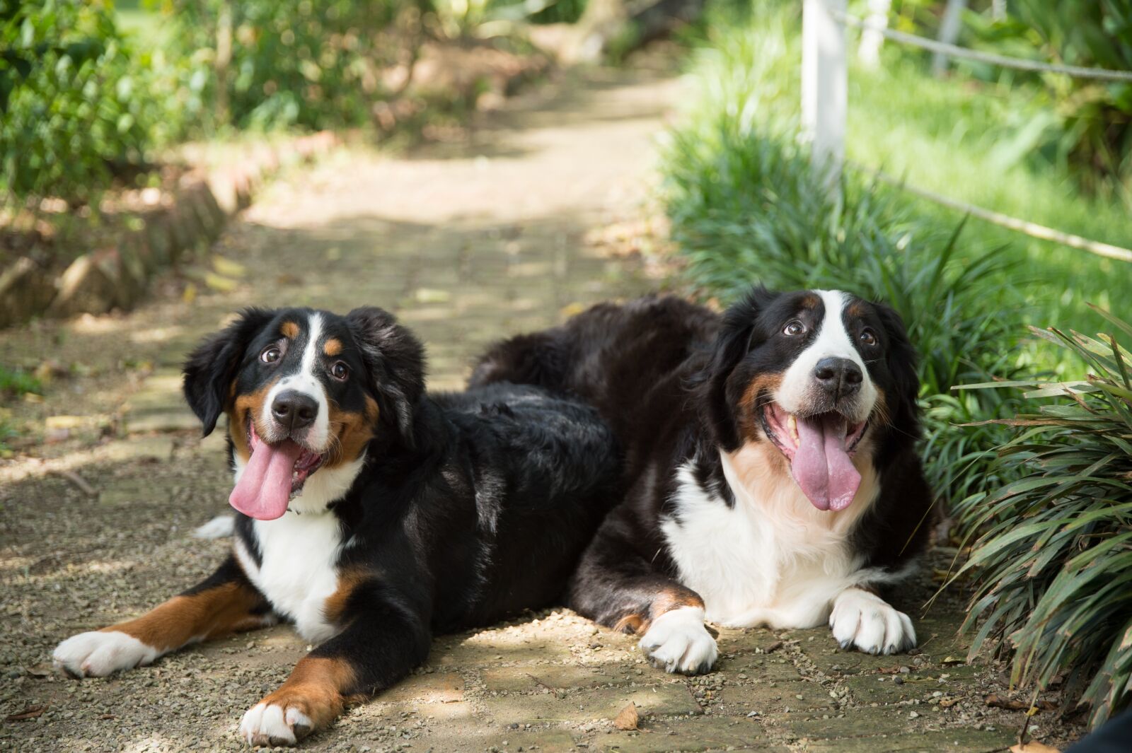 Nikon D4 sample photo. Animal, dog, bernese mountain photography