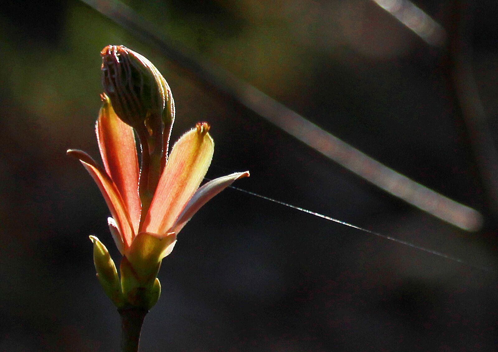 Canon EOS 1200D (EOS Rebel T5 / EOS Kiss X70 / EOS Hi) sample photo. Spring, tenderness, stand by photography