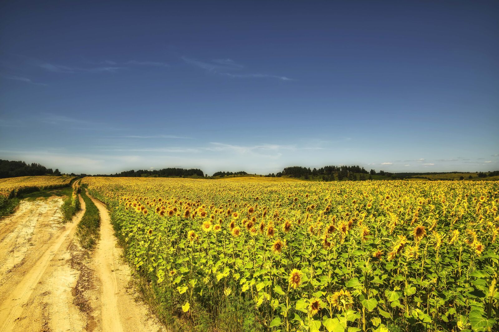 Nikon D5300 sample photo. Nature, landscape, field photography