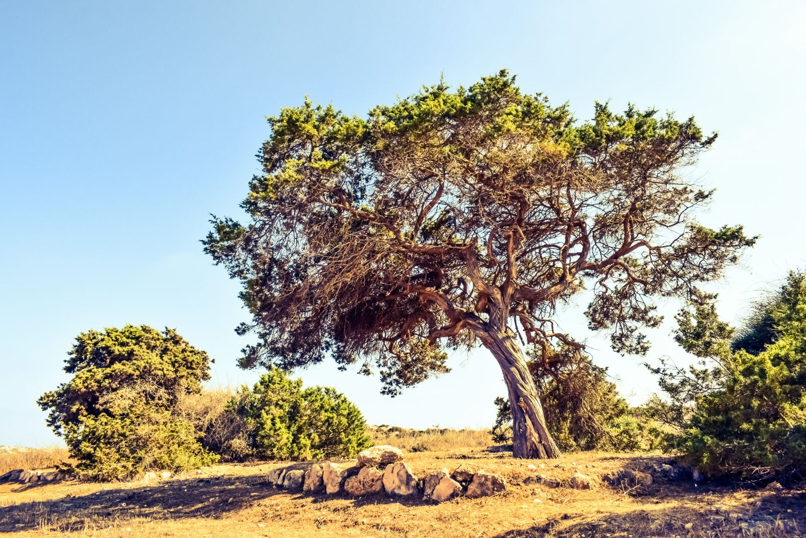 Nikon D3300 sample photo. Cyprus, cavo greko, tree photography
