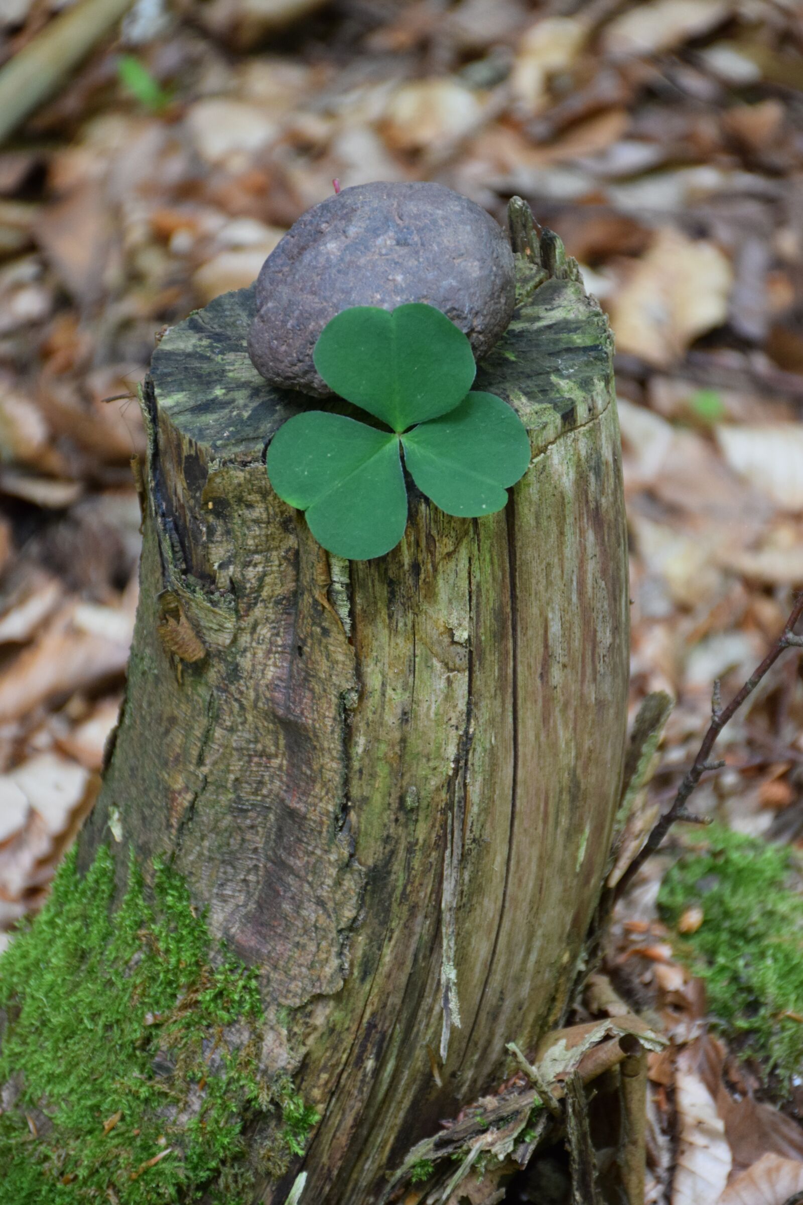 Nikon D5300 sample photo. Lucky clover, forest, lucky photography