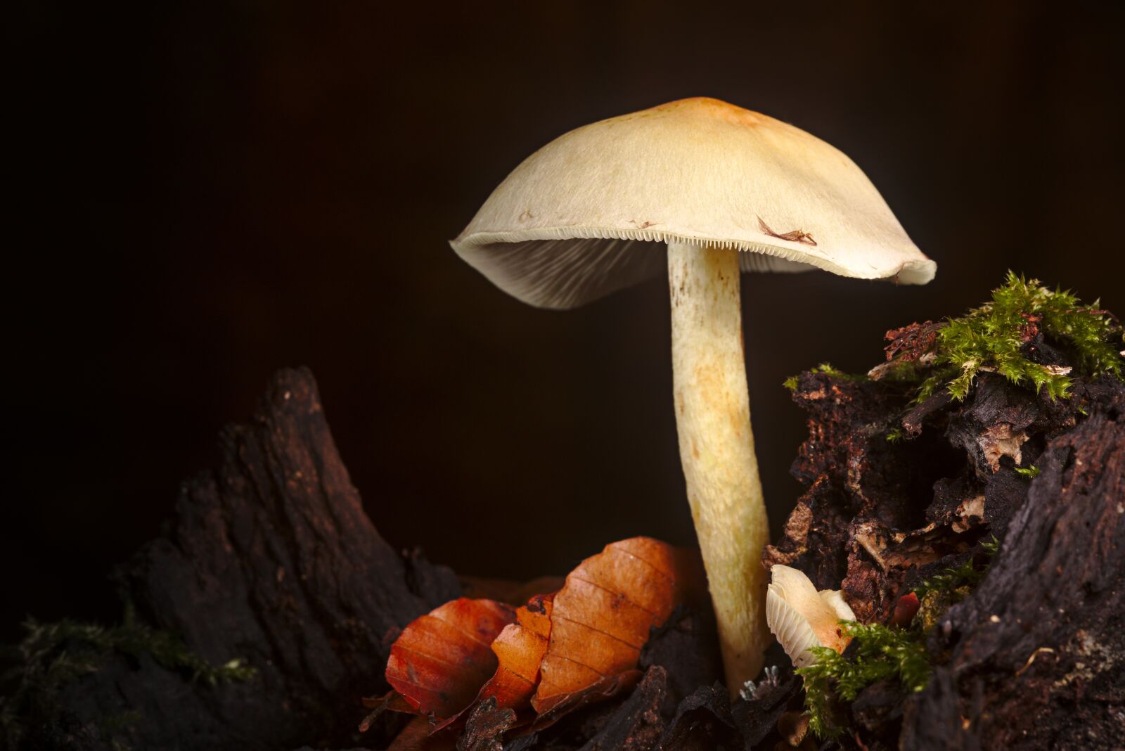 Canon EOS M5 sample photo. Autumn, mushroom, moss photography