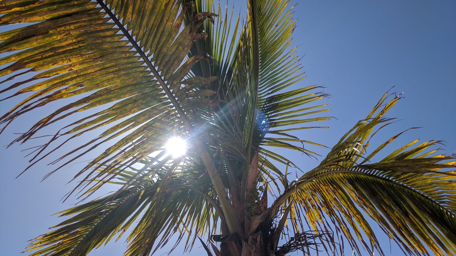 Google Pixel 4 XL sample photo. Palm tree, sun, sommer photography