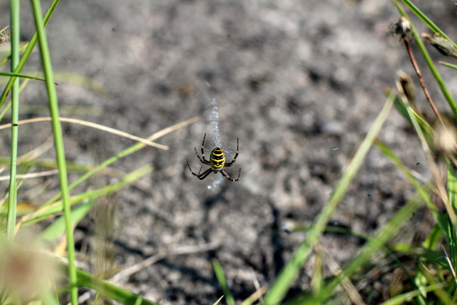 Canon EOS 600D (Rebel EOS T3i / EOS Kiss X5) + Canon EF 50mm F1.4 USM sample photo. Spider, black yellow, web photography