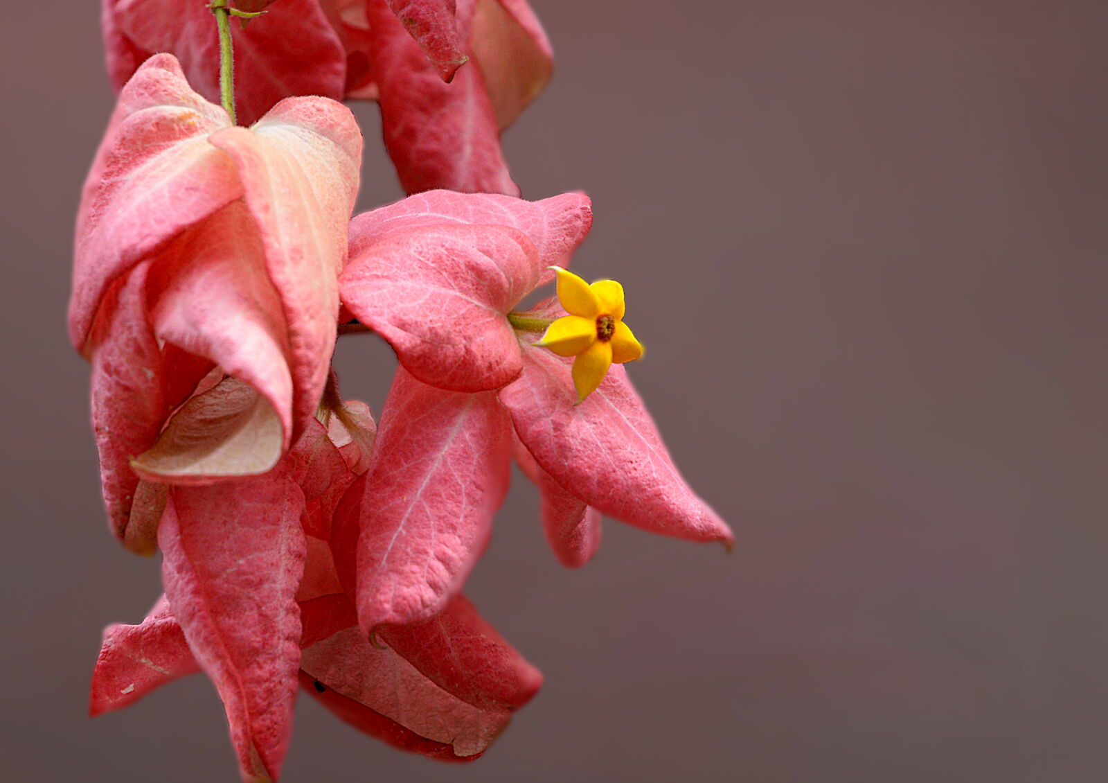 Nikon AF-S DX Nikkor 18-70mm F3.5-4.5G ED-IF sample photo. Pink, pink, blossom, star photography