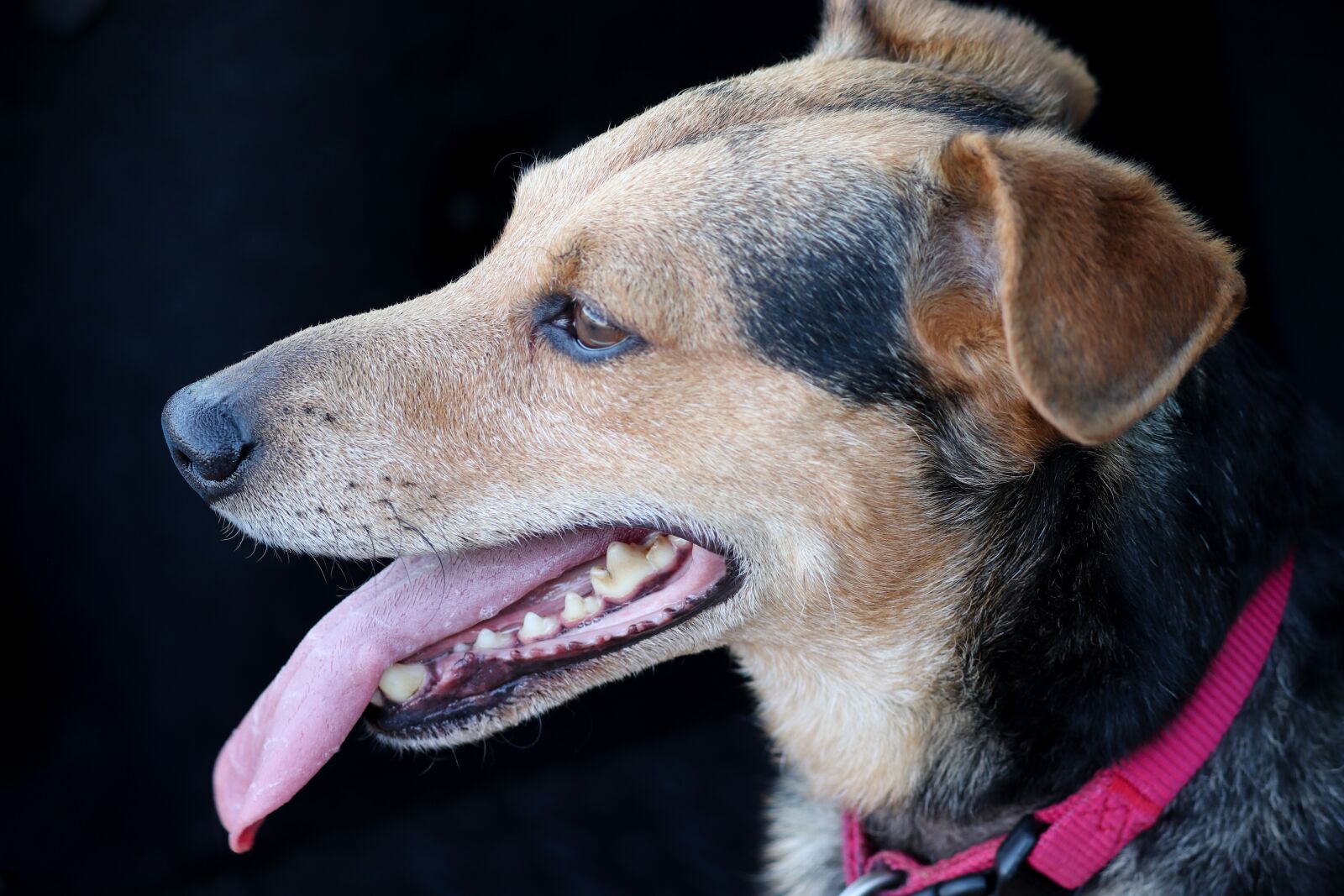 Canon EF-S 55-250mm F4-5.6 IS II sample photo. Dog, hybrid, mixed breed photography