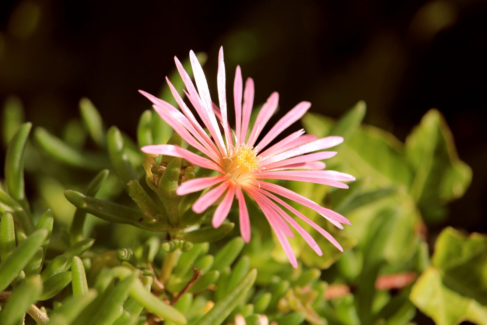 Canon EOS 1200D (EOS Rebel T5 / EOS Kiss X70 / EOS Hi) sample photo. Ice plant, salmon, flower photography
