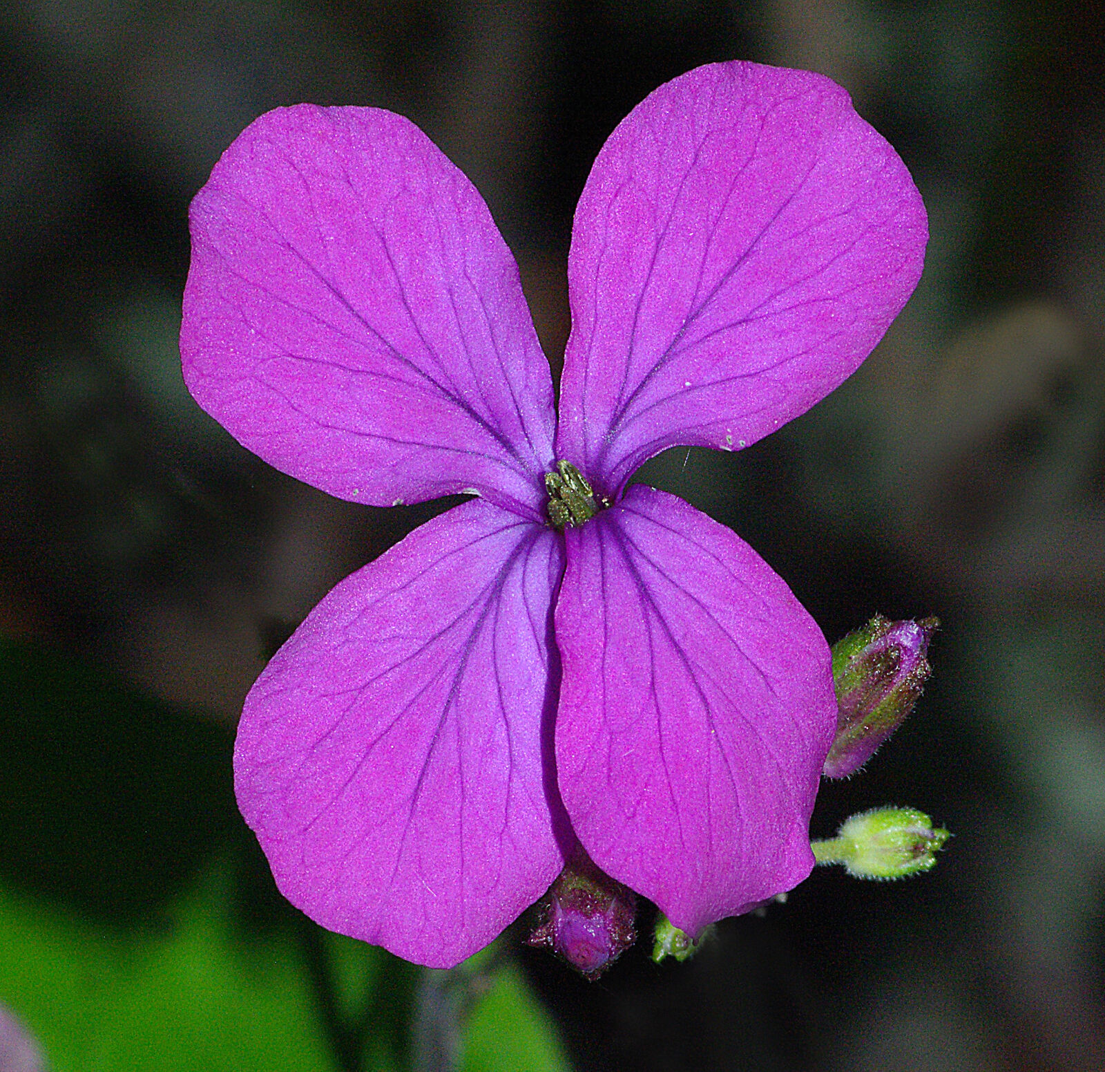 Pentax K10D sample photo