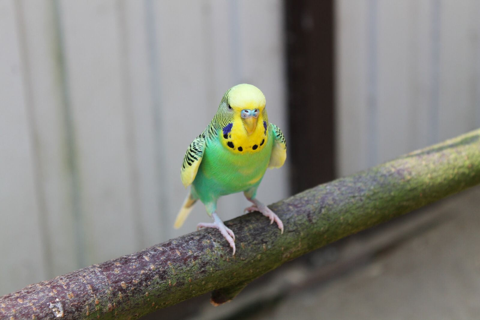 Canon EOS 1100D (EOS Rebel T3 / EOS Kiss X50) sample photo. Budgie, parrot, branch photography