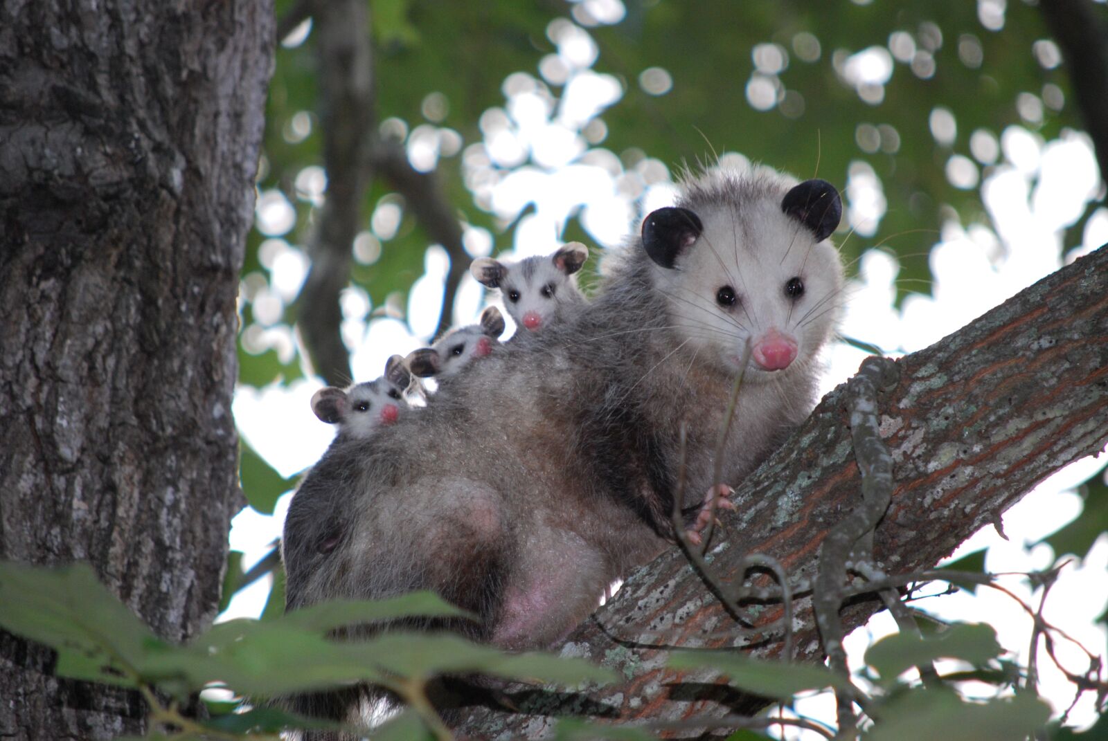 Nikon D60 sample photo. Possum, opossum, animal photography
