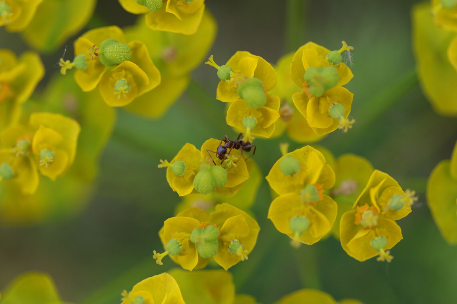 Canon EOS 7D Mark II + Canon EF-S 60mm F2.8 Macro USM sample photo. Ant, flower, yellow photography