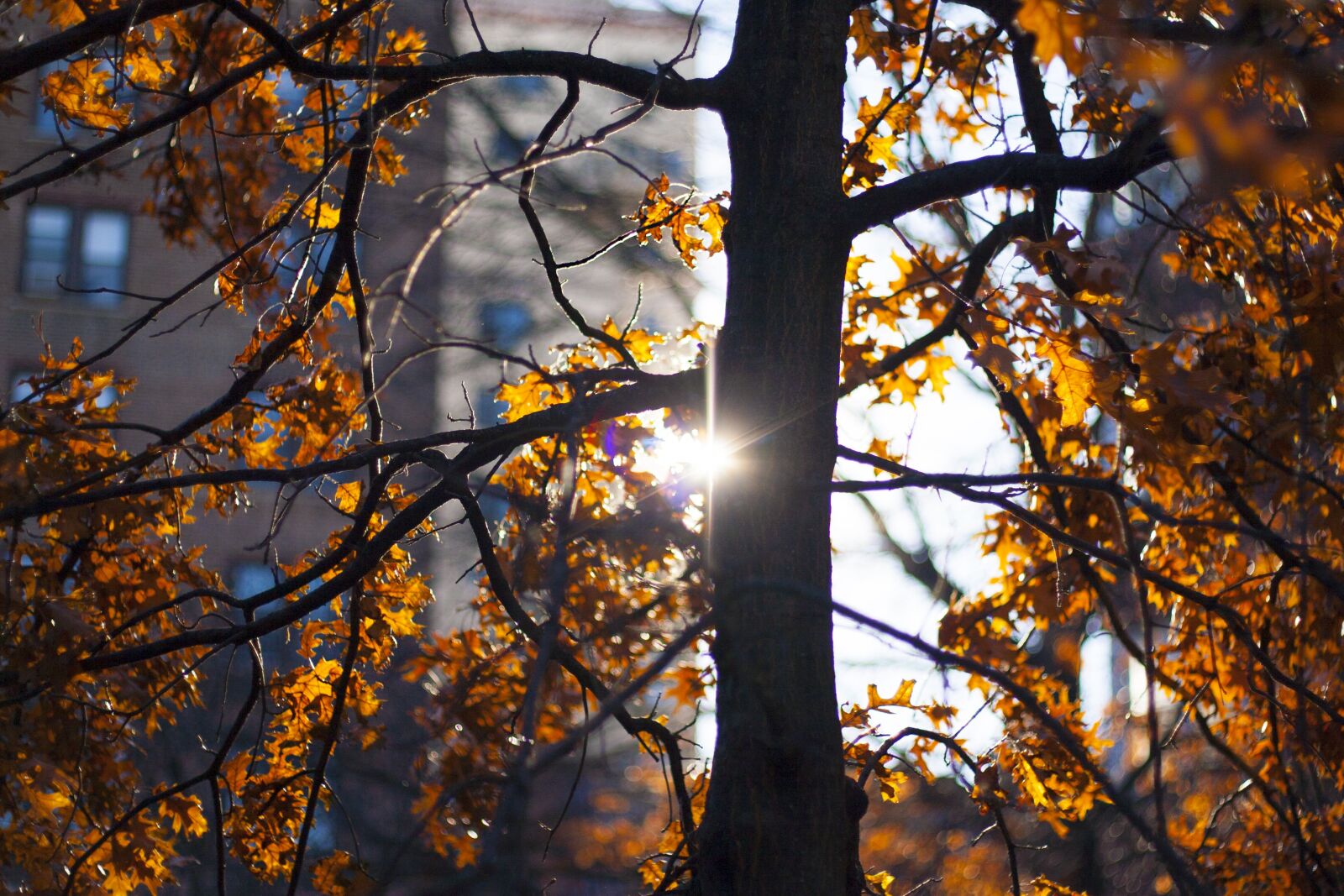 Canon EOS 30D + Canon EF 50mm f/1.8 sample photo. Autumn, tree, sheet photography