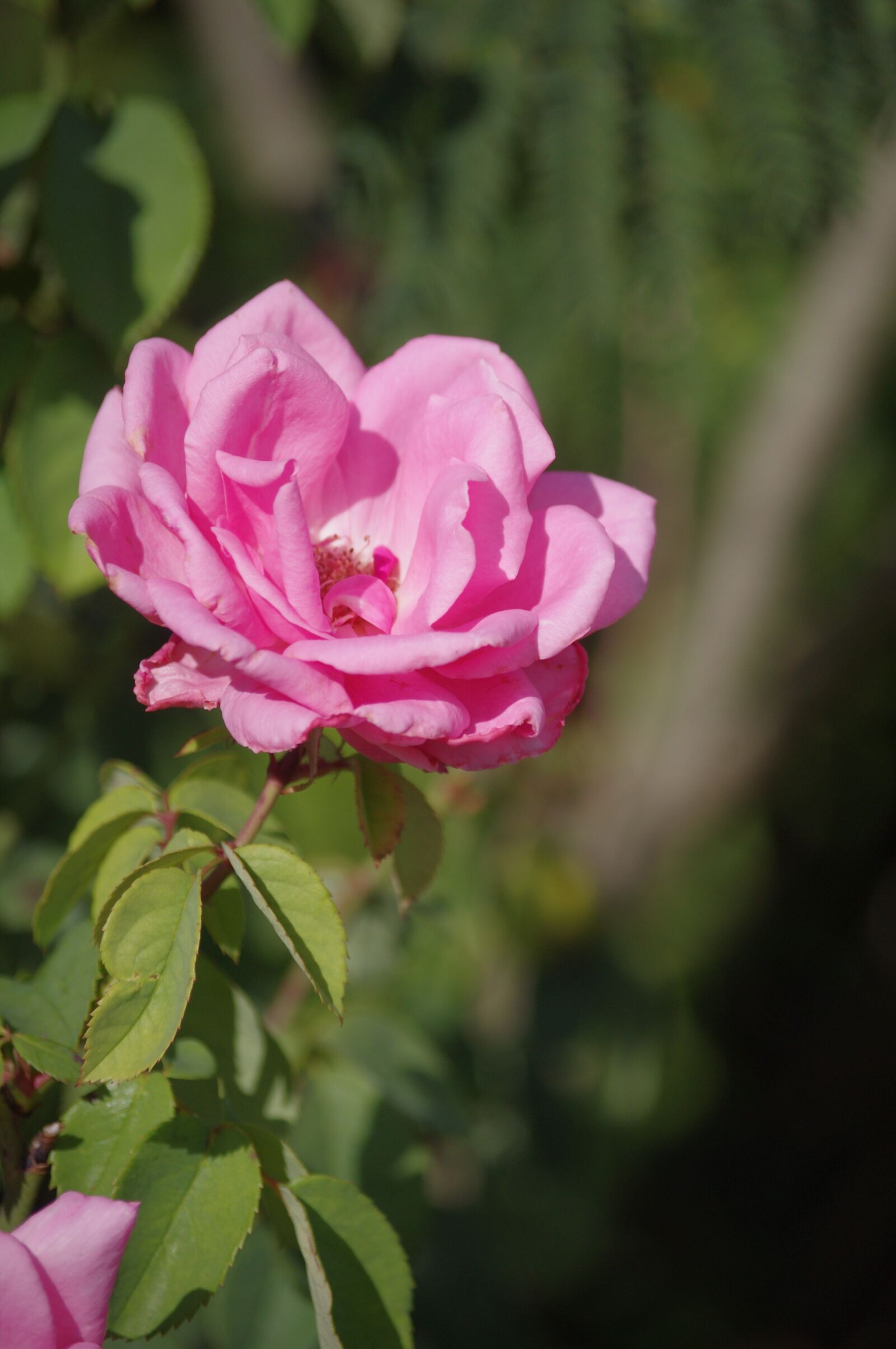 Pentax K-r sample photo. Pink, flowers, garden photography